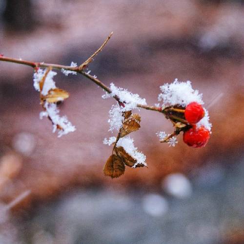 حسین فسنقری غمگینه دلم ای یار دردامو بیا برادر هرچی که بهت گفتم